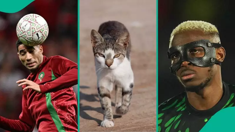 AFCON 2025: Mysterious Cat Nimbus Predicts Morocco to Beat Nigeria in Semifinal