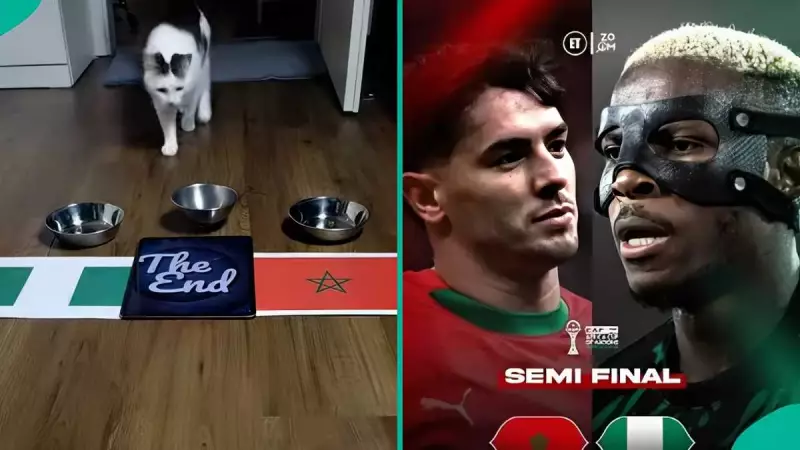 AFCON 2025: 'Oracle' Cat Predicts Nigeria vs Morocco Semi-final Score