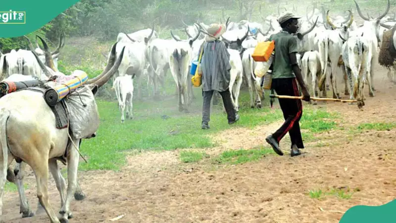 Benue Panic: Armed Herdsmen, Cattle Flood Border Communities