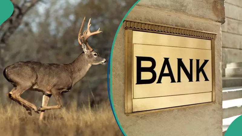 Deer Crashes Through New York Bank Window, Triggers Chaos and Nigerian Social Media Reactions