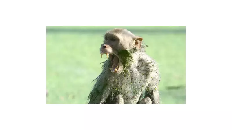 Diaper Saves 20-Day-Old Baby from Drowning After Monkey Attack in Indian Village