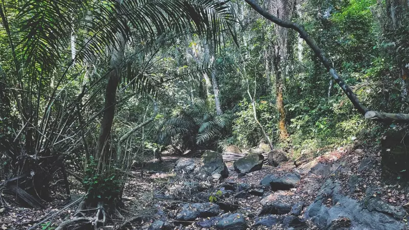 Emerald Forest Reserve Named Key Biodiversity Area After IITA Research