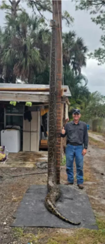 Florida Python Hunter's 15-Feet Drag Over Ant Hill Ends with Family Rescue