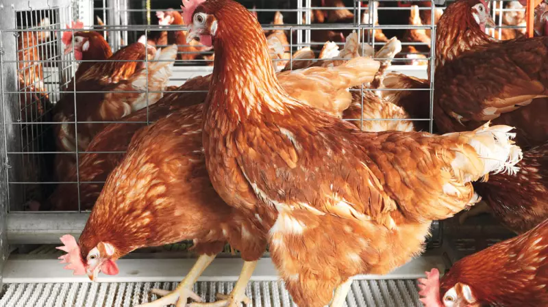 German Firm Unveils Fibre Solution to Boost Nigerian Poultry Weight, Cut Livestock Deaths