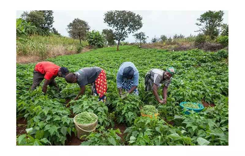Land Reforms & Tech Key to Boosting Nigeria's Smallholder Farmers - Expert