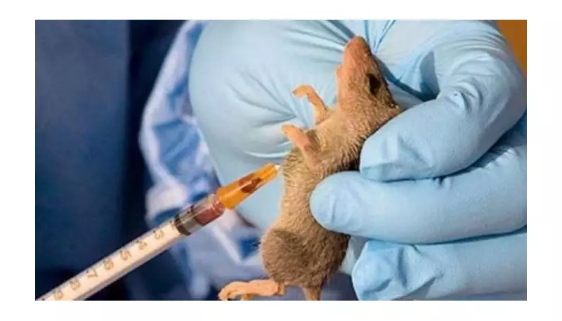Lassa Fever Outbreak in Benue Claims Two Lives as Cases Rise to Nine