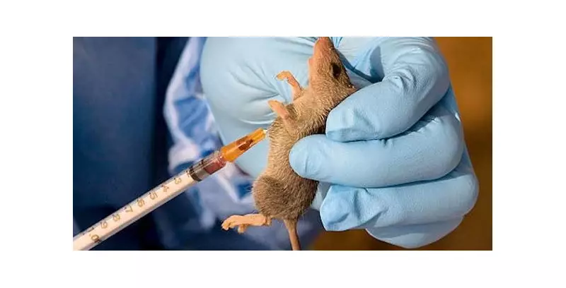 Lassa Fever Outbreak in Nasarawa: 4 Dead, Hospital Shut, Patients Escape