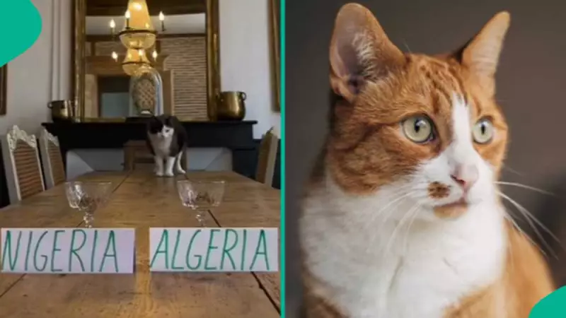 Moroccan Cat's AFCON 2025 Prediction Sparks Reactions from Nigerians