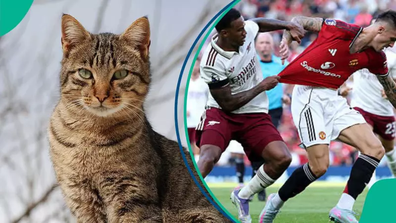 Mysterious Feline Oracle Predicts Arsenal Victory Over Manchester United in Premier League Clash