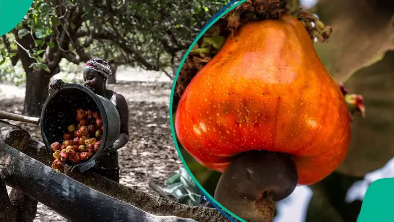 Nigeria's Cashew Industry Earns $400M Annually Yet Underperforms on Value Addition