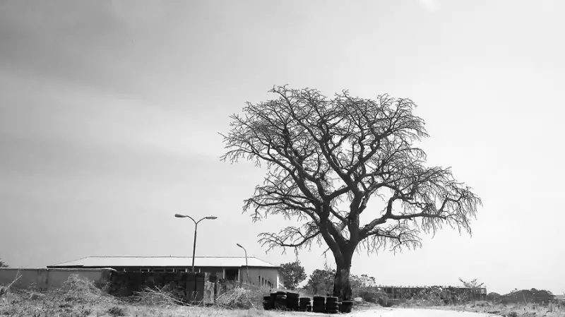 Nigeria's Harmattan Vanishes: Unusual Heat Signals Climate Crisis