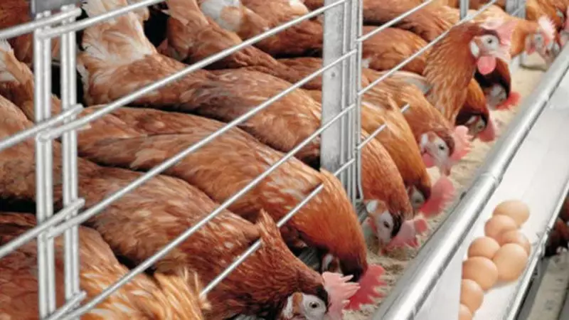 Ogun Boosts Poultry Output with New 1.3 Million Birds Processing Plant