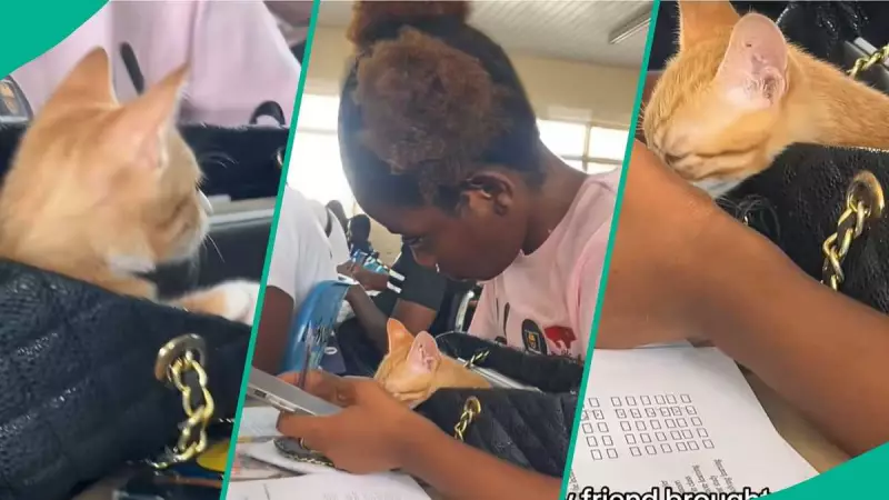 University Student Brings Cat to Lecture in Handbag, Sparks Viral Reactions