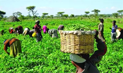 Kaduna Farmers Face N10.16bn Loss, Plead for FG Bailout