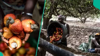 Nigeria's Cashew Industry Can Earn $10 Billion Yearly, Says NCAN