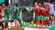 AFCON 2025 Final: Mysterious Cat Nimbus Predicts Morocco Victory Over Senegal