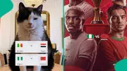 AFCON 2025: Viral Cat Nimbus Predicts Morocco Victory Over Nigeria in Semi-final