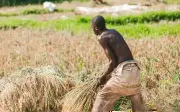 Bandits Demand N50,000 Farming Tax in Kano, Katsina Settlements