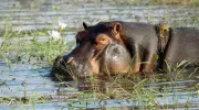 Gombe Farmers Lose N180m, 3 Lives to Rampaging Hippos