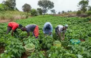 Land Reforms & Tech Key to Boosting Nigeria's Smallholder Farmers - Expert