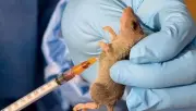 Lassa Fever Outbreak in Benue Claims Two Lives as Cases Rise to Nine