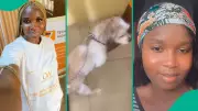 Nigerian Office Erupts in Tension as HR Manager Confronts Employee Over Pet Dog