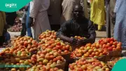 Nigeria's Tomato Prices Hit 12-Year Low as Production Soars in 2025