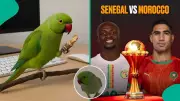 Parrot Predicts Morocco to Win AFCON 2025 Final Against Senegal