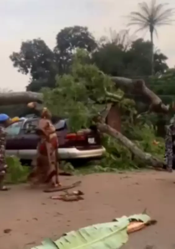18 Commuters Killed as Ancient 'Ukwu Akpu Awhum' Tree Crushes Bus in Enugu