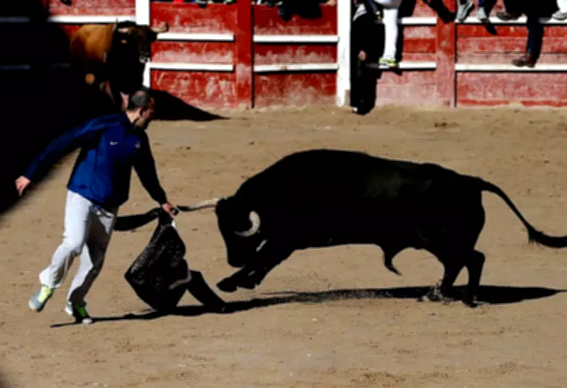71-Year-Old Man Dies After Bull Goring at Spanish Bullfighting Festival