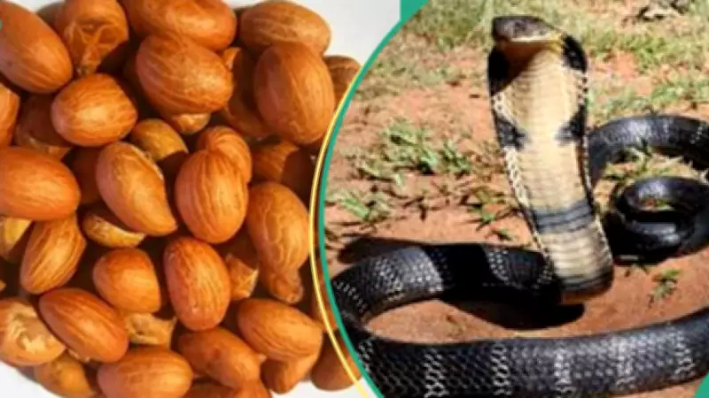 Bitter Kola as Antivenom: Expert Debunks Myths, Confirms Limited Snake Repellent Properties
