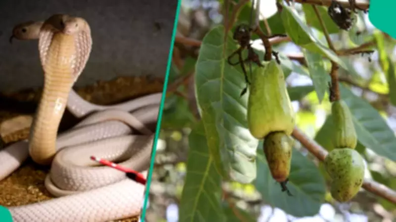 Cashew Bark for Snake Bites: Scientific Truth vs Viral WhatsApp Claims in Nigeria