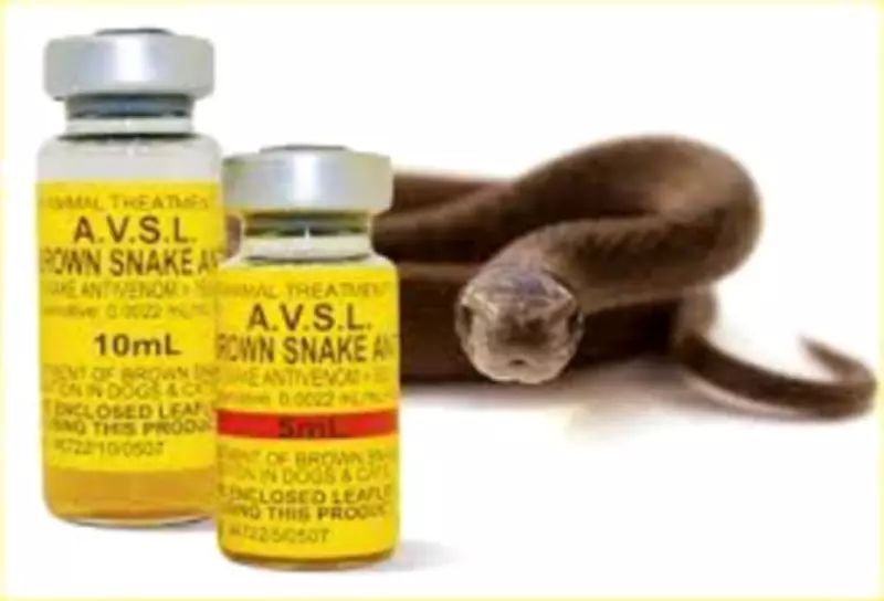Gombe Snakebite Hospital MD Reveals Anti-Venom Crisis: Costs Hit N250,000 Per Vial