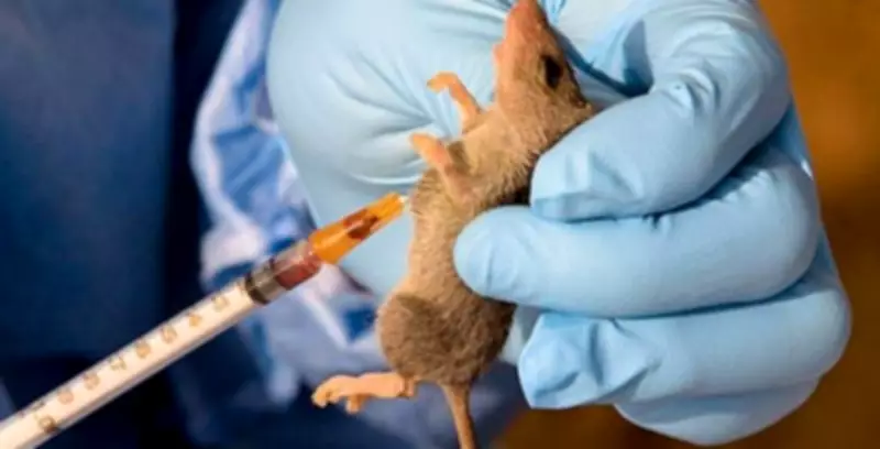 Kwara State Health Ministry Confirms No Active Lassa Fever Cases After Teen's Death