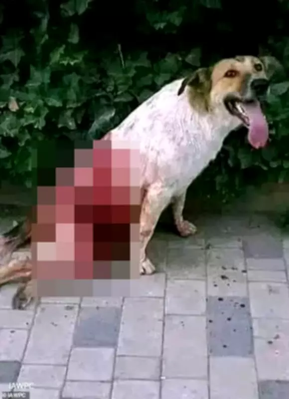 Morocco Accused of Mass Dog Culling Ahead of 2030 World Cup Hosting Duties