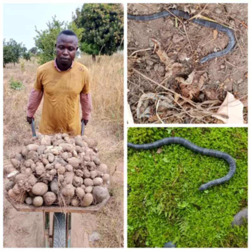 Nigerian Farmer Paul Yaor Thanks God After Narrowly Escaping Deadly Snake Bite
