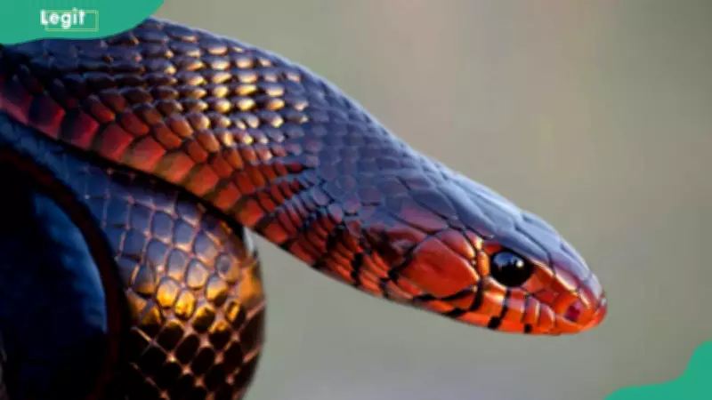 Nigeria's Snakebite Crisis: 13 States Record Highest Incidence, 2,000 Annual Deaths