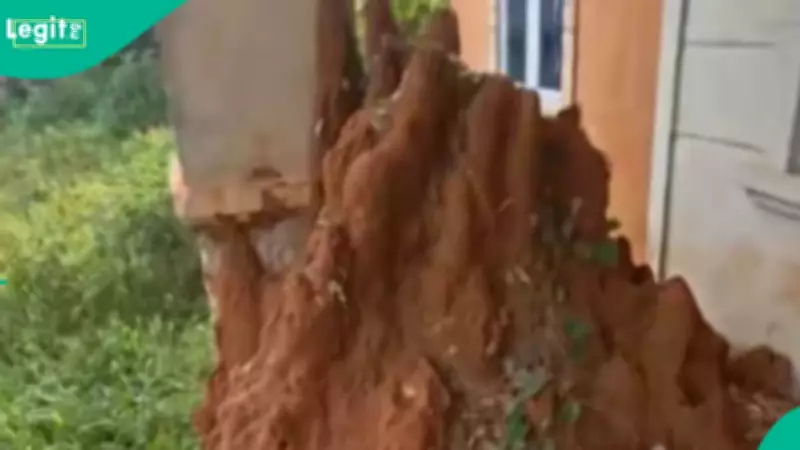 Termites Destroy Newly Built House in Nigeria, Viral Video Sparks Reactions