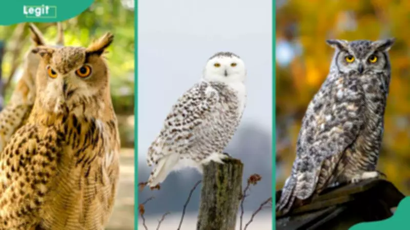 Top 10 Largest Owl Species in the World: From Eurasian Eagle-Owl to Blakiston's Fish Owl