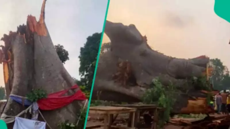 Tragic Collapse of Sacred Tree Kills 18 in Enugu Bus Accident