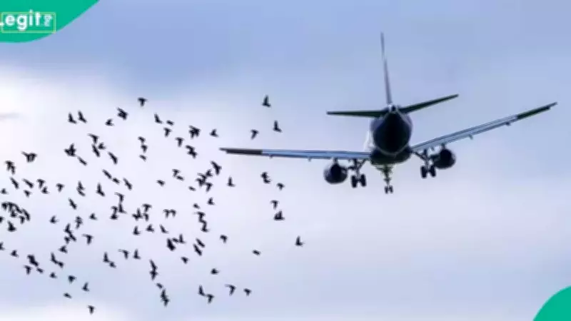 United Nigeria Airlines Reports Fourth Bird Strike in 2026, Grounds Two Aircraft