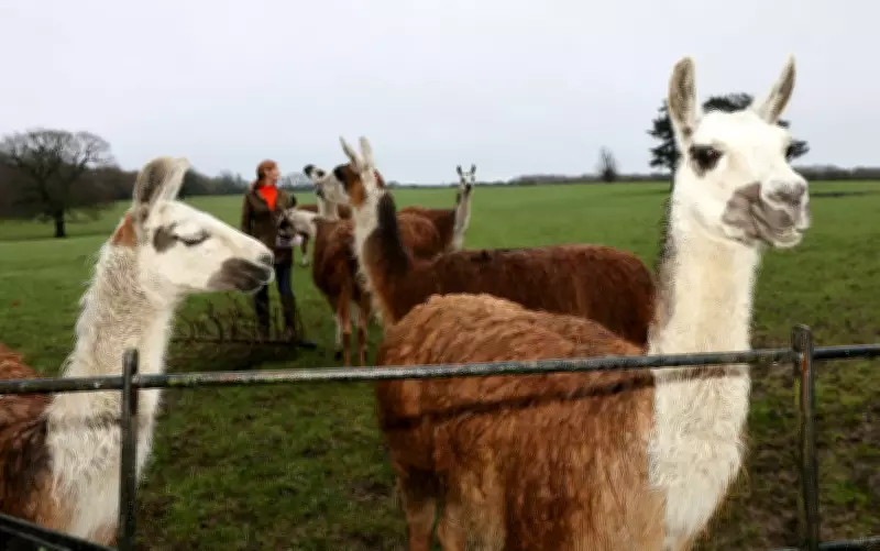 Vigilant Llamas Foil Thief's Escape in Derbyshire Farm Confrontation