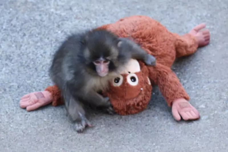 Viral Japanese Monkey Punch Sparks Global Debate on Zoo Ethics and Captivity