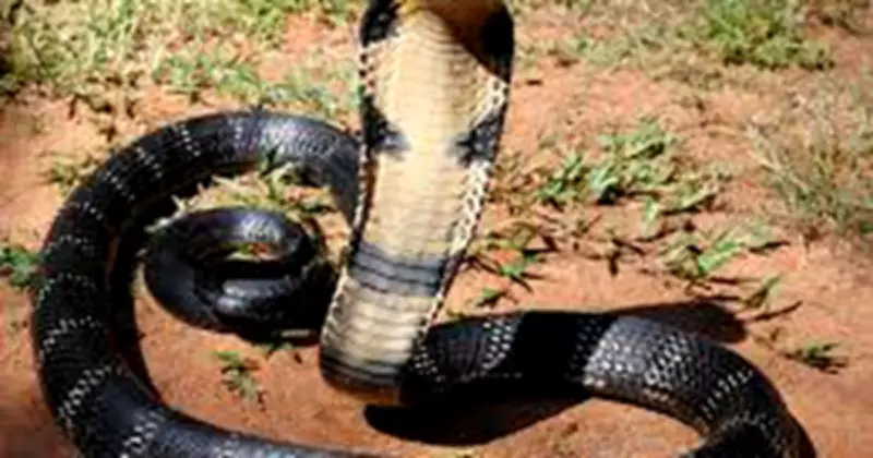 Warning Signs of Snakes in Your Nigerian Compound and How to Respond