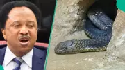 Ex-Senator Shehu Sani Shares Snake Charmer's Warning After Singer's Tragic Death