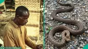 Herbalist Shares Natural Remedy After Surviving Snakebite Three Times