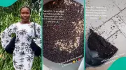 Nigerian Student's Viral TikTok Shows Kitchen Overrun by Soldier Ants