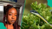 Pest Control Expert Identifies Snake-Hotspots in Lagos Following Singer's Tragic Death