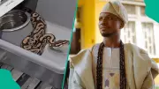 Snake Expert Arojinle Shares Non-Lethal Method Using Rat Glue Boards for Indoor Capture