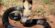 Warning Signs of Snakes in Your Nigerian Compound and How to Respond